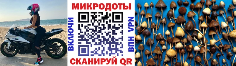 где можно купить   Нижний Новгород  Галлюциногенные грибы GOLDEN TEACHER 