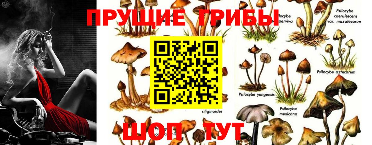 Галлюциногенные грибы Psilocybe Нижний Новгород